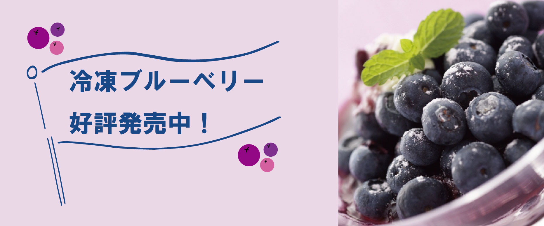 2025年5月12日 冷凍ブルーベリーが好評発売中です！ - オーシャン貿易